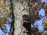 Click to see birdhouse.jpg