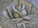 Click to see rose.jpg