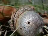 Click to see acorn.jpg
