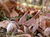 Click to see acorns.jpg