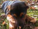 Click to see dozer2.jpg