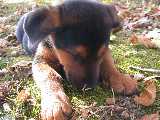 Click to see dozer3.jpg