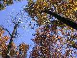 Click to see treesup.jpg