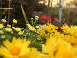 Click to see flowers.jpg