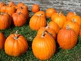 Click to see pumpkins.JPG